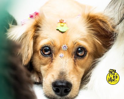 Vira Lata Pet Clube | Pet Shop e Clínica Veterinária - Ponta Grossa