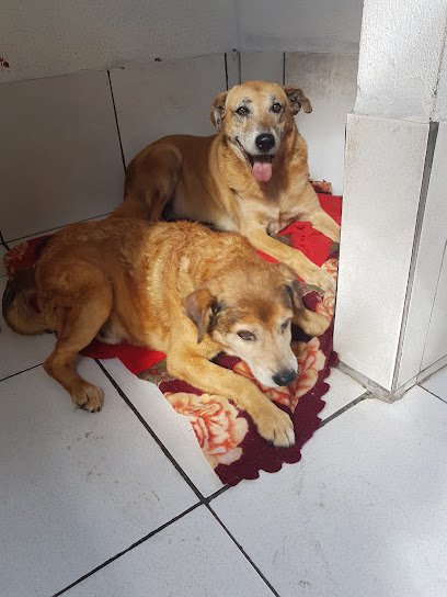 Criativa - Pet Shop, Agropecuária e Aquarismo Ponta Grossa