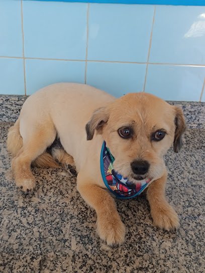 Clube dos Pets